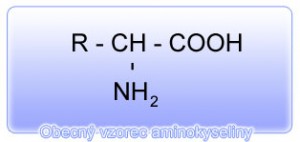 obecny-vorec-aminokyselin.jpg